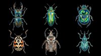 Six colorful exotic beetles isolated on transparent background, ready for stickers, t-shirt design, print on demand, sublimation, and clipart use.
