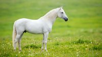 White horse standing in green meadow with wildflowers, purebred equine in natural pasture setting for equestrian and animal photography projects.