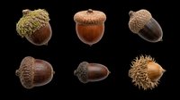 Acorns and nuts isolated on transparent background, ready for clipart, t-shirt design, stickers, print-on-demand products, and sublimation projects.