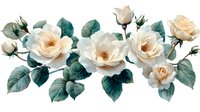 Elegant cream roses with teal green leaves arranged in horizontal composition on white background, isolated floral design element for wedding stationery and decor.