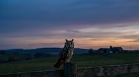 Great horned owl perched on wooden fence post during golden hour sunset with dramatic purple and orange sky over rural countryside landscape.