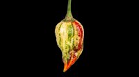 Ripe hot chili pepper isolated on transparent background, ready for clipart, t-shirt design, stickers, print-on-demand products, and sublimation projects.