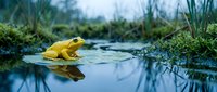 Bright yellow frog sitting on water surface with perfect reflection in natural wetland habitat surrounded by lush green vegetation and reeds.