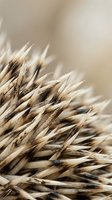 Close-up macro shot of porcupine quills showing natural brown and beige spines with sharp pointed tips in soft focus background for wildlife photography.