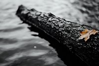 Wet black log floating in dark rippling water with single orange autumn leaf, creating moody natural minimalist composition. Macro photography with selective focus.
