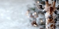 Adorable giraffe figurine close-up against blurred winter holiday background with soft bokeh lights creating magical festive atmosphere.