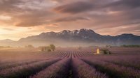 Lavender field rows stretching toward snow-capped mountains at golden hour sunrise with purple flowers blooming and rustic stone building in Provence countryside.