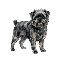 Affenpinscher dog breed with black and tan coat standing in profile on white background, isolated for design use.