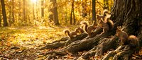 Autumn forest floor with golden mushrooms growing on tree roots in warm sunlight filtering through trees creating magical woodland atmosphere.