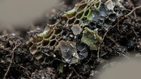 Intricate lichen formations growing on weathered bark surface with detailed textures and natural patterns for botanical and nature design projects.