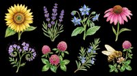 Watercolor wildflower collection featuring sunflower, lavender, cornflower, coneflower, allium, clover, rosemary and bee. Isolated on transparent background, ready for t-shirt design, clipart, stickers, sublimation and print-on-demand projects.