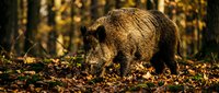 Wild boar foraging among fallen autumn leaves in golden sunlit forest, natural wildlife behavior in woodland habitat during fall season.
