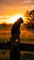 Cat silhouette sitting on wooden fence post during golden hour sunset with warm orange sky and countryside landscape background.