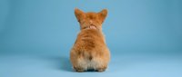 Orange tabby cat sitting with back turned on blue background, fluffy tail and ears visible, studio pet photography for veterinary and animal care designs.
