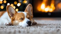 Sleeping Corgi puppy on carpet with cozy fireplace and holiday lights bokeh in background creating warm atmospheric home environment.