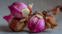 Fresh purple red onions with papery skin and dried husks on neutral background for cooking and culinary ingredient photography.