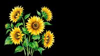 Bright yellow sunflowers with green stems and leaves isolated on transparent background. Ready for t-shirt designs, clipart, stickers, sublimation, print-on-demand products and digital crafts.