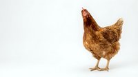 Brown hen chicken standing isolated on white background for poultry farm agriculture and livestock design projects.