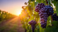 Purple grapes hanging on vine in vineyard at golden hour sunset with warm sunlight and bokeh background for wine industry and agriculture concepts.