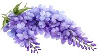 Delicate purple wisteria flowers with green leaves on white background, isolated for design projects and floral compositions.