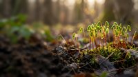 Young green moss sprouting from forest floor with soft sunlight filtering through trees creating natural bokeh background for environmental concepts.