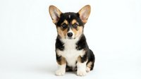 Adorable tricolor Corgi puppy sitting on white background, black tan and white fur, cute dog portrait isolated for pet care and animal designs.