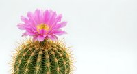 Blooming pink cactus flower on round spiny succulent plant isolated on white background for botanical design and desert gardening projects.