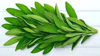 Fresh bay leaves arranged in branch formation on white wooden background, aromatic cooking herbs and spices for culinary design and food photography.