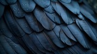 Dark blue-black feathers with water droplets create natural layered pattern, showing intricate texture and detail in moody atmospheric lighting.