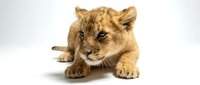 Young lion cub lying down on white background, isolated animal portrait suitable for wildlife education, children's books, and design projects.
