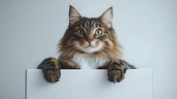 Curious Maine Coon cat with fluffy fur and expressive eyes peeks over white blank board against light background, paws hanging over edge, ready for text or message.