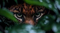 Intense tiger eyes peering through lush green jungle foliage with water droplets. Wild predator hiding in tropical rainforest vegetation for wildlife photography.