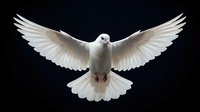 White dove flying with outstretched wings against dark background symbolizing peace, freedom and spirituality for religious and conceptual designs.