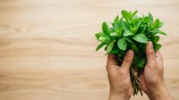 Fresh mint bunch held in hands over wooden surface, ready for culinary use, tea preparation, or garnishing beverages and dishes.