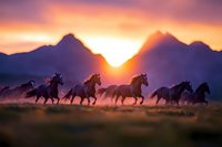 Wild horses galloping across prairie landscape at sunset, silhouetted against dramatic mountain peaks and orange sky, creating dynamic motion in nature.