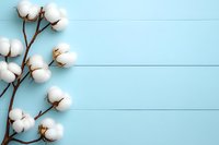 Cotton flowers branch on light blue wooden background with copy space. Natural organic cotton plant composition for textile industry concept.