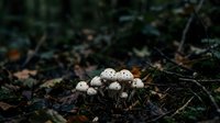 Small white mushrooms clustered together on dark forest floor with moss and organic debris, suitable for nature, woodland, and botanical design projects.