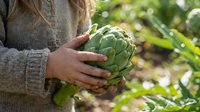 Fresh artichoke harvest in hands of farmer wearing knit sweater in organic garden with green foliage background for healthy cooking and farm-to-table concepts.