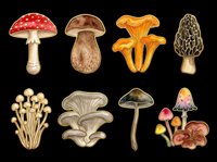 Watercolor mushroom clipart set with eight varieties including fly agaric, porcini, chanterelle, and morel, isolated on transparent background, ready for t-shirt design and print on demand.