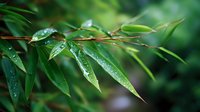 Fresh bamboo leaves covered with morning dew drops against blurred green natural background. Zen garden atmosphere for wellness and spa designs.