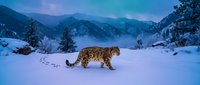 Majestic leopard walking through pristine snow in mountain wilderness during twilight hours with purple sky and evergreen trees creating serene winter landscape.