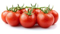Fresh ripe red tomatoes on vine with water drops and green stems isolated on white background, ready for food design and commercial use.