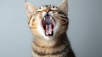 Adorable tabby kitten yawning with mouth wide open showing pink tongue and teeth against gray background for pet care and veterinary content.