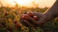 Farmer hands holding fresh ripe tomatoes at sunset in organic garden. Agricultural harvest concept for healthy eating and sustainable farming practices.