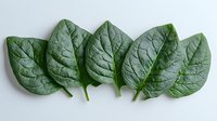 Fresh raw spinach leaves arranged in row on light background, showing detailed leaf texture and veins. Healthy organic produce for cooking and nutrition.