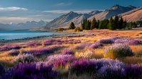 Stunning lupine flowers bloom in vibrant purple across alpine meadow with turquoise lake and snow-capped mountains under golden sunset light.