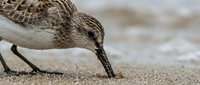 Small sandpiper bird feeding on sandy beach shore, probing wet sand with long beak for food during low tide migration stopover.