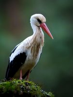 White stork standing on mossy ground against blurred green background, side view portrait showing distinctive black wing feathers and long red beak.