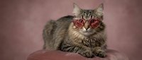 Adorable tabby kitten wearing stylish red heart-shaped sunglasses on pink background for Valentine's Day themed designs and romantic pet photography.
