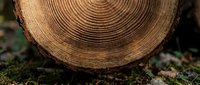 Cross-section of tree trunk showing annual growth rings on moss-covered forest floor for natural woodworking and environmental projects.